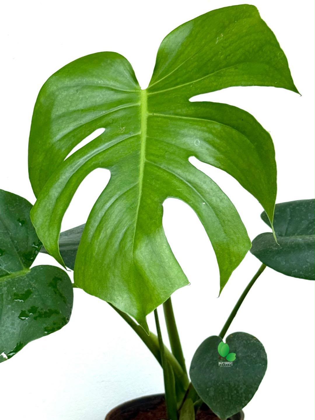 Monstera Plant
