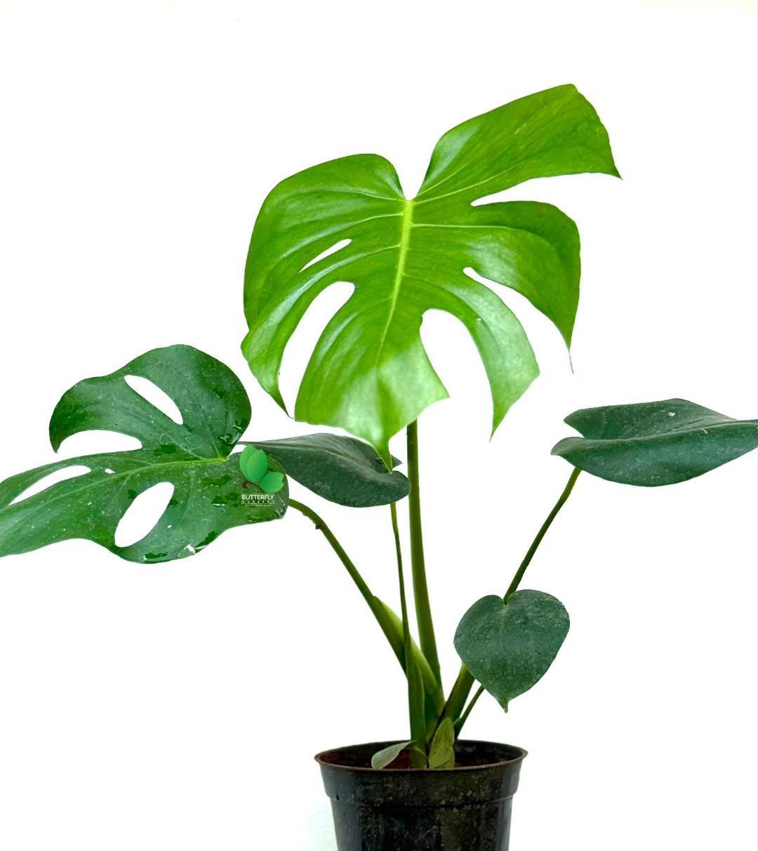 Monstera Plant