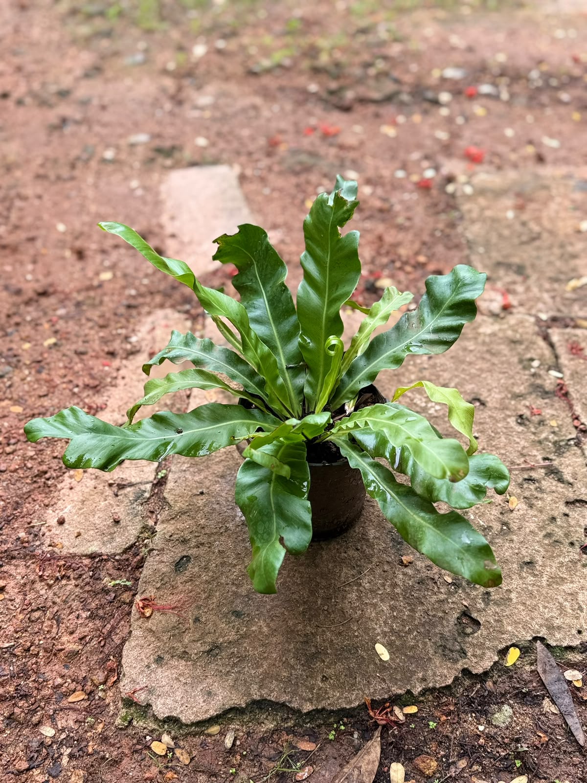 Bird Nest Fern (Asplenium nidus)