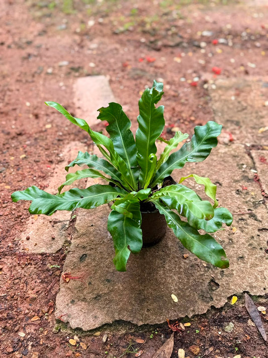Bird Nest Fern (Asplenium nidus)