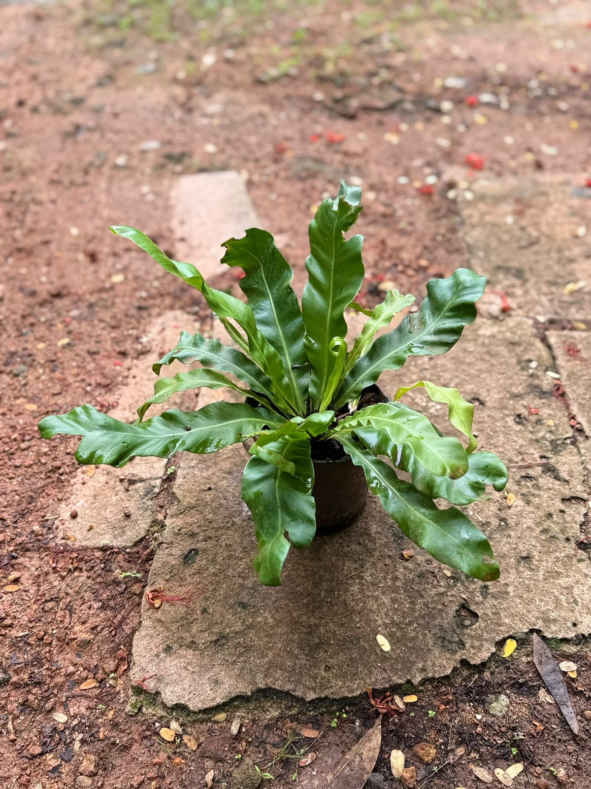 Bird Nest Fern (Asplenium nidus)