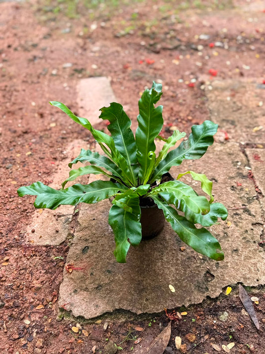 Bird Nest Fern (Asplenium nidus)
