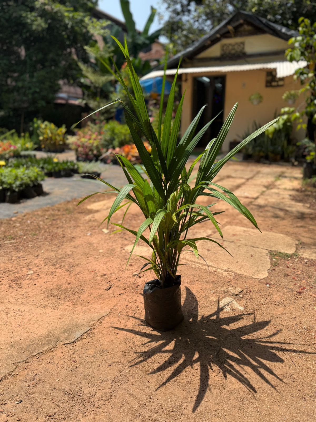 Red Palm (Cyrtostachys renda)