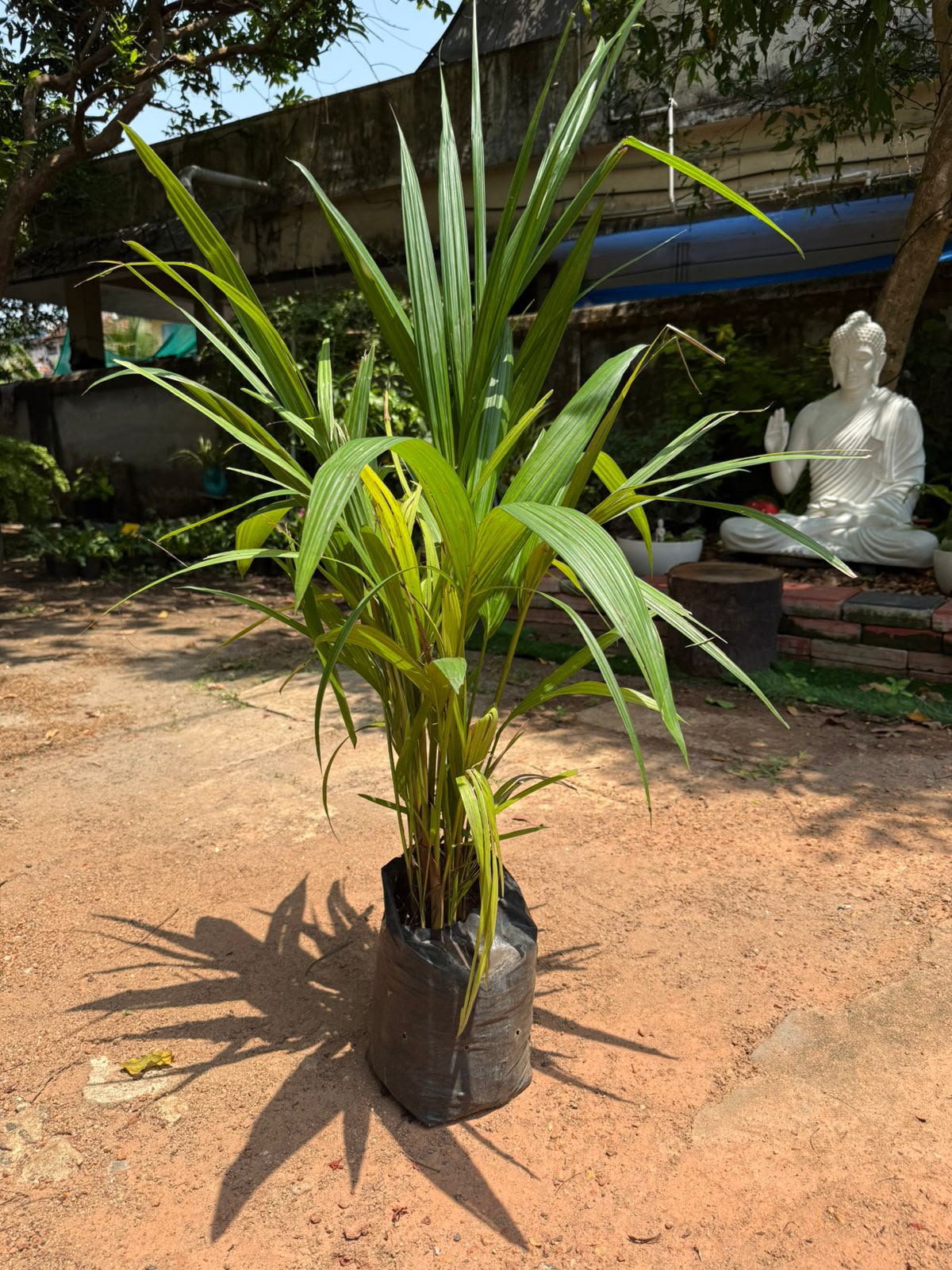 Red Palm (Cyrtostachys renda)