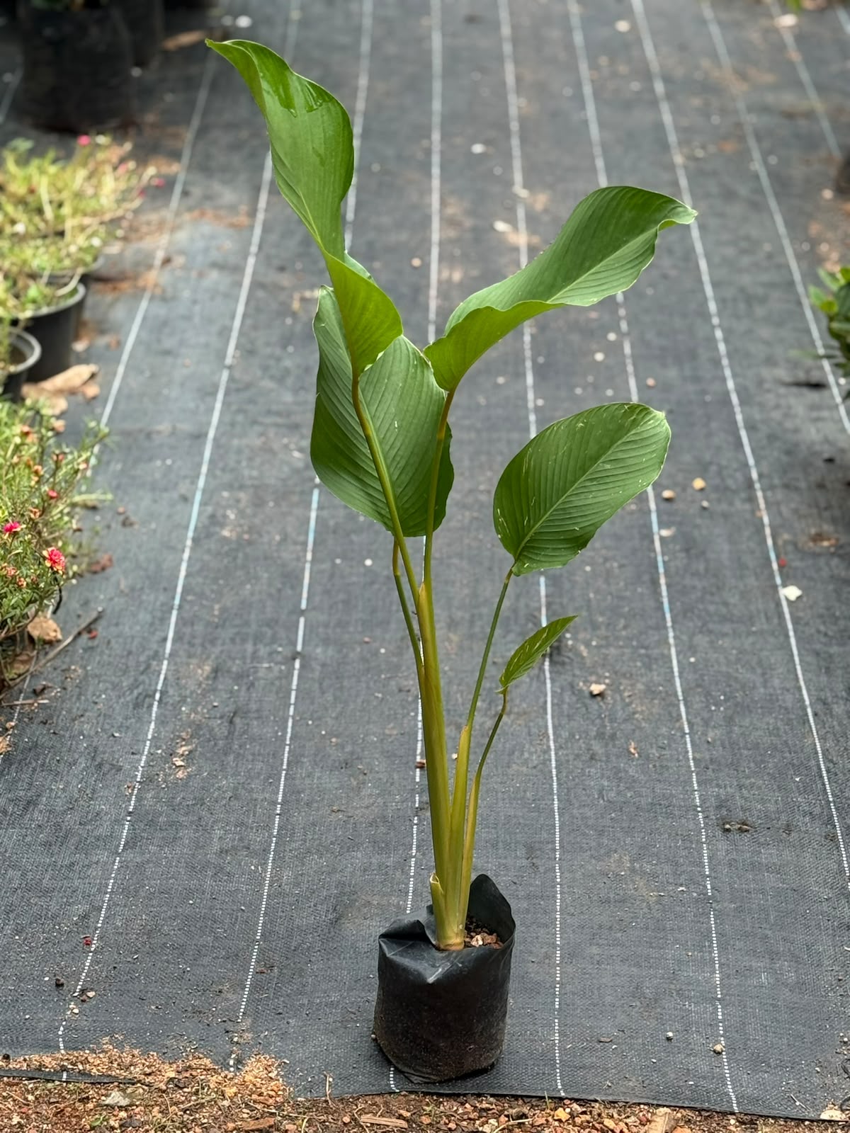 Calathea Lutea (Cuban cigar plant)