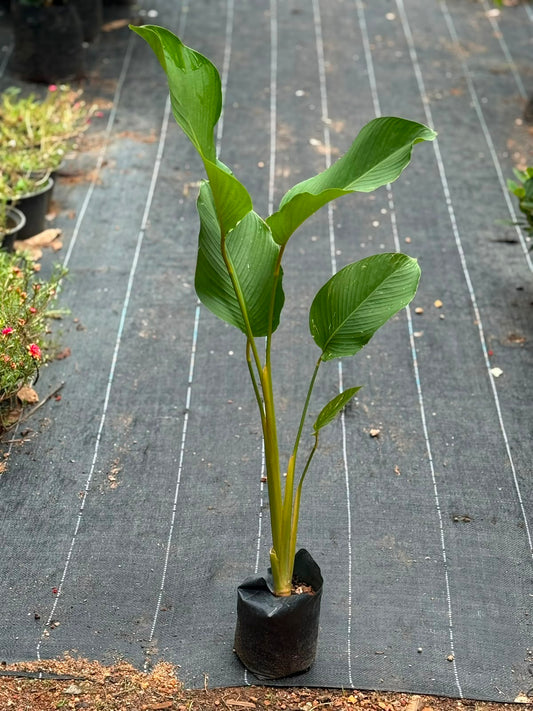 Calathea Lutea (Cuban cigar plant)