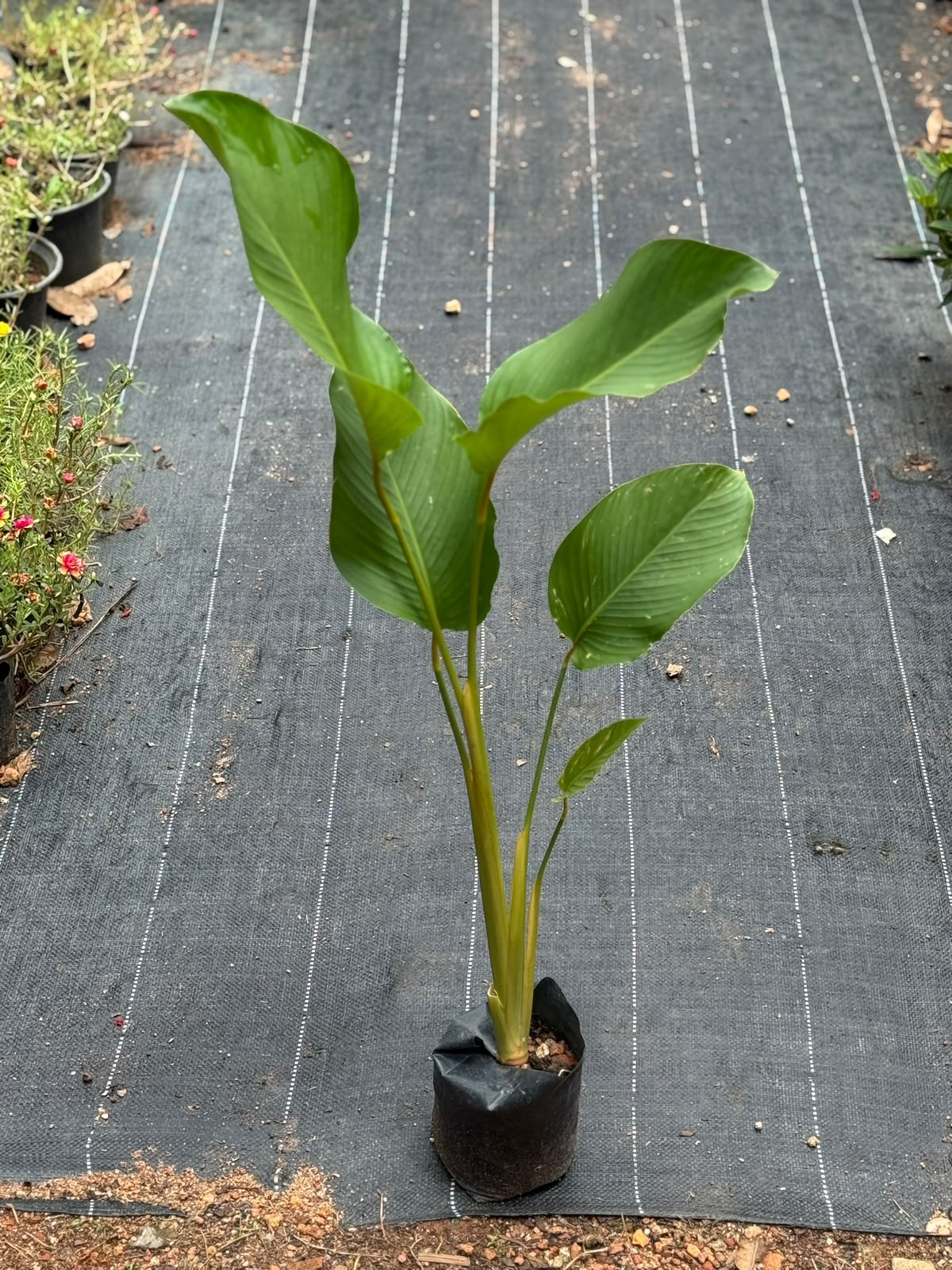Calathea Lutea (Cuban cigar plant) Combo of 5