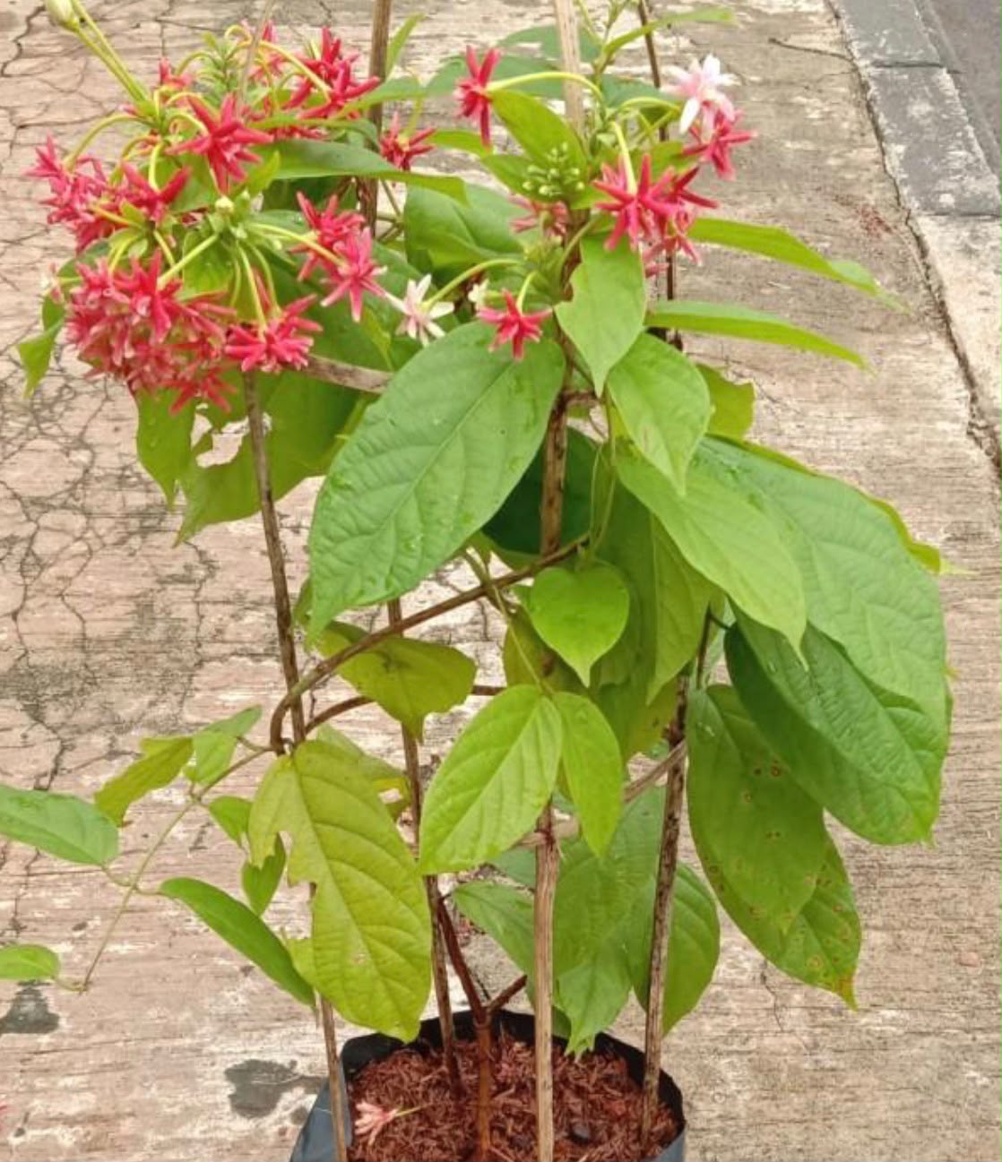 Multi-petal Rangoon Creeper (Madhumalti)