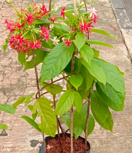 Multi-petal Rangoon Creeper (Madhumalti)