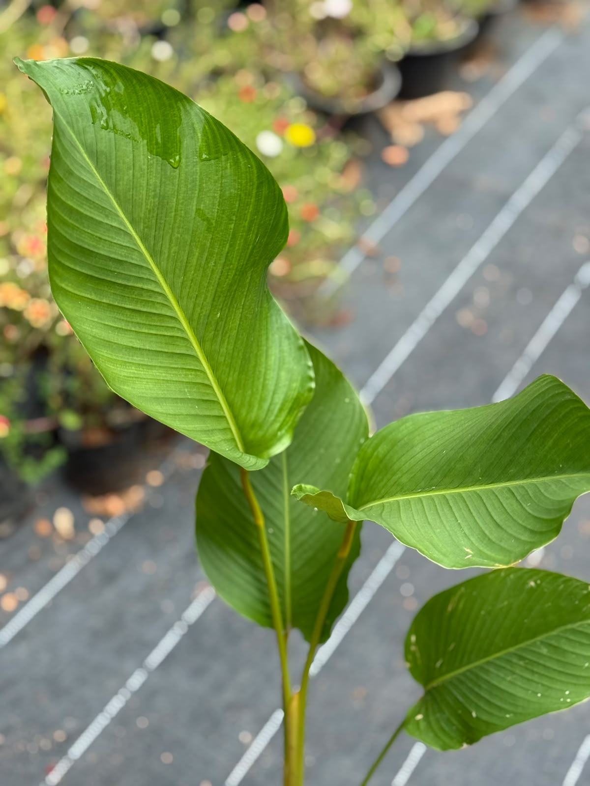 Calathea Lutea (Cuban cigar plant) Combo of 5
