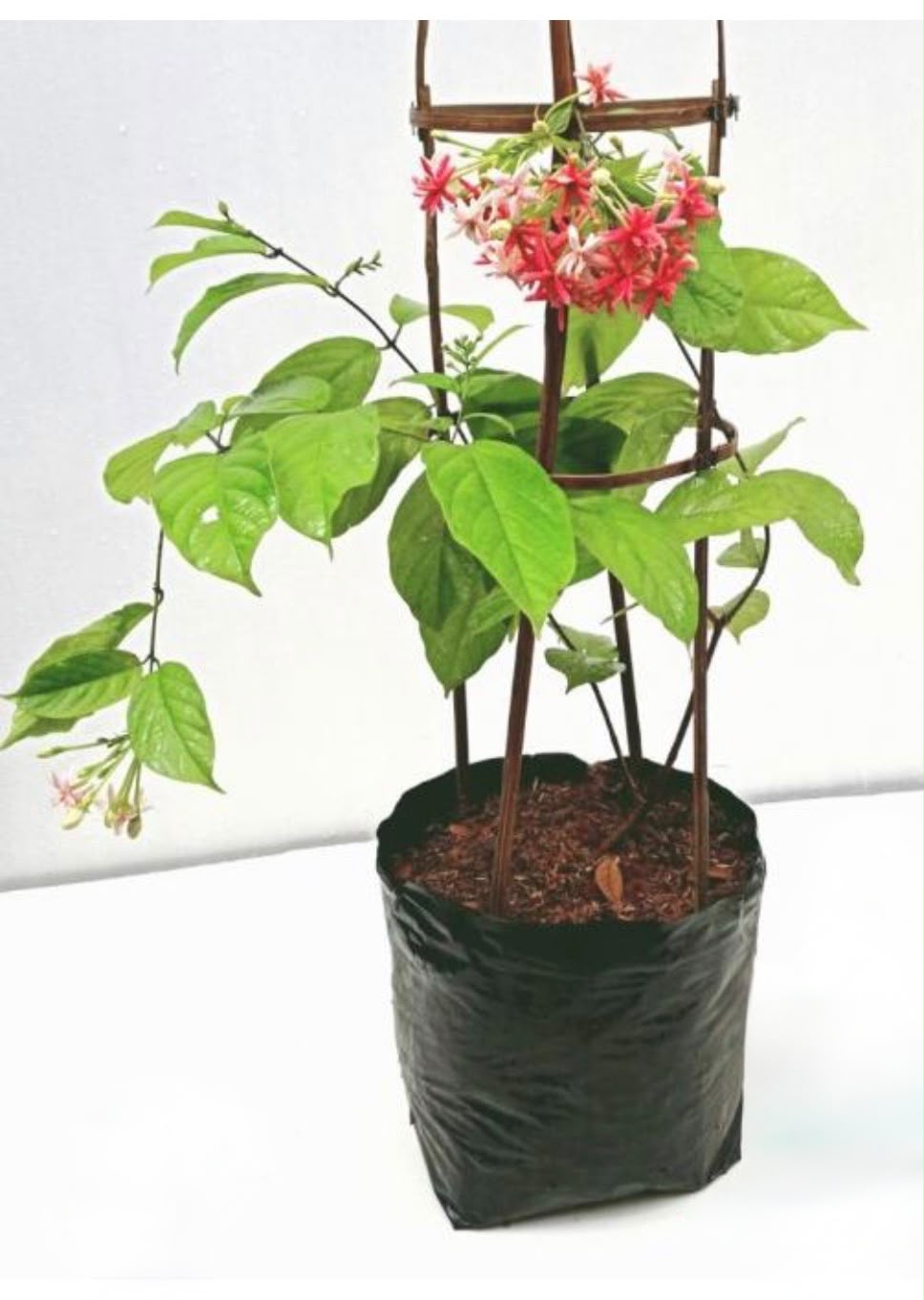 Multi-petal Rangoon Creeper (Madhumalti)