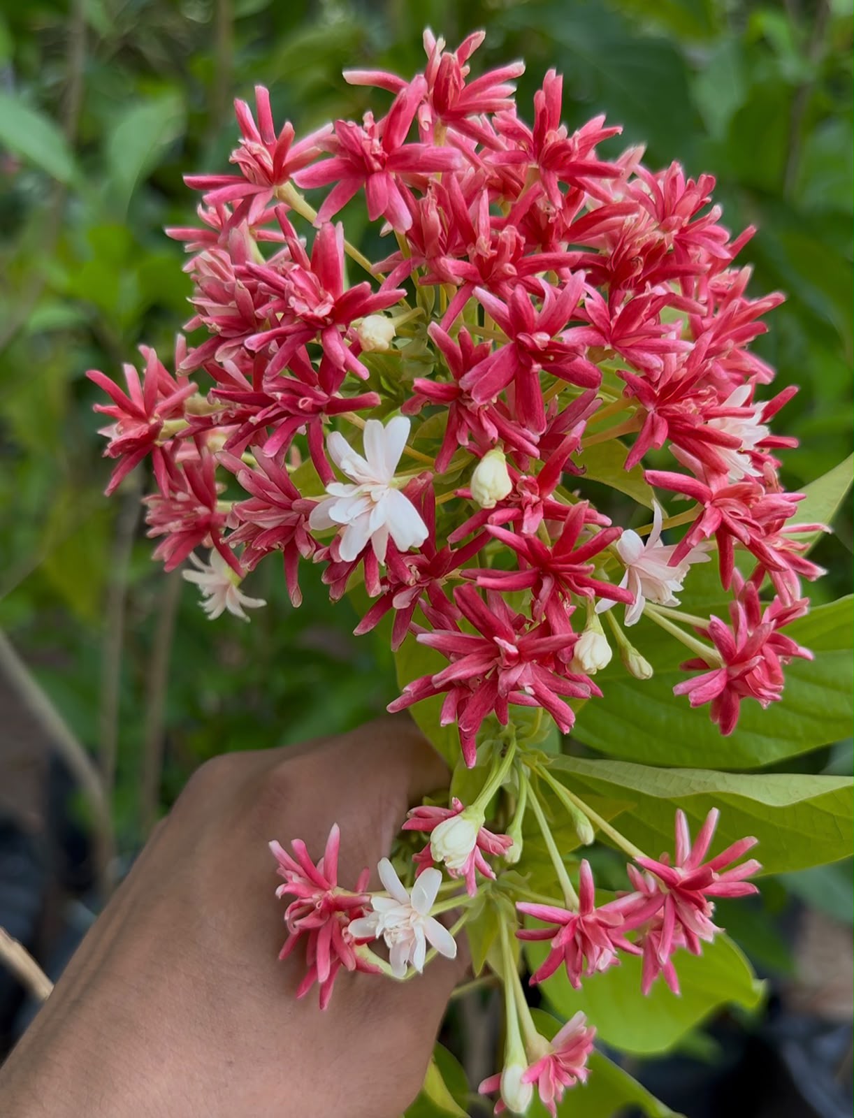 Multi-petal Rangoon Creeper (Madhumalti)