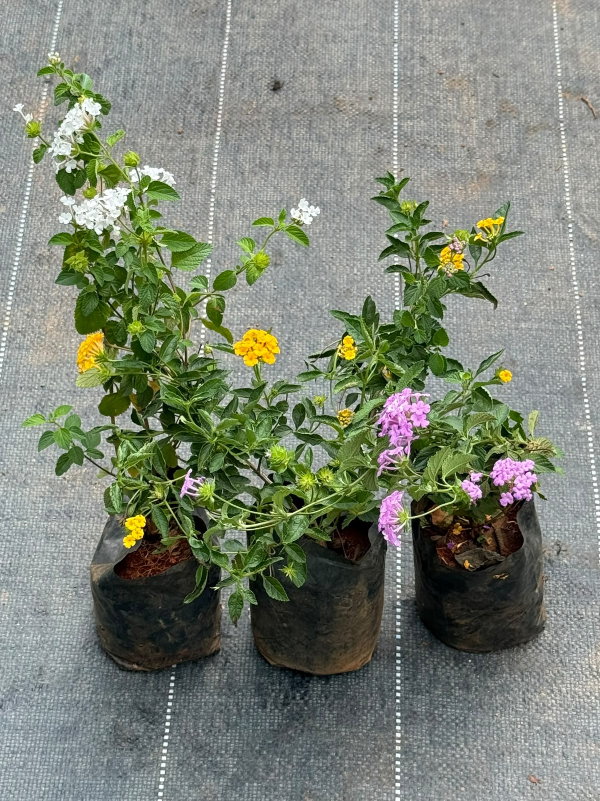 Lantana 3 Plant Combo (White, Pink & Yellow)