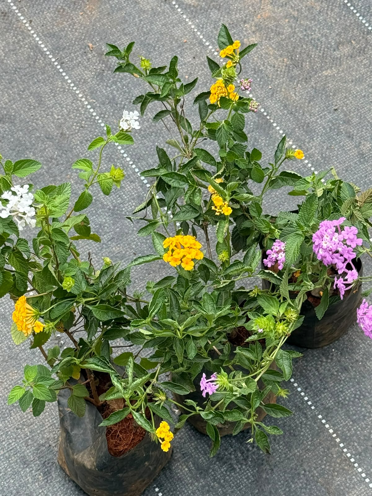 Lantana 3 Plant Combo (White, Pink & Yellow)