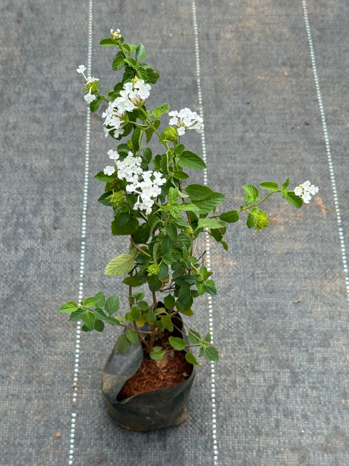 Lantana White