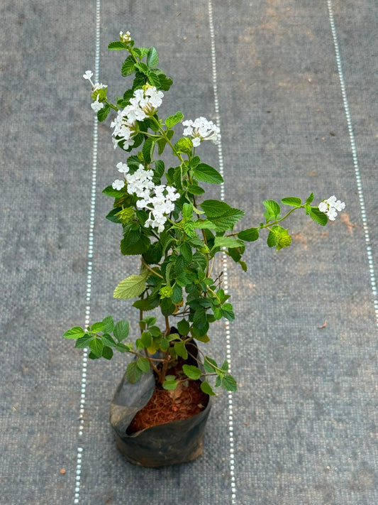 Lantana White