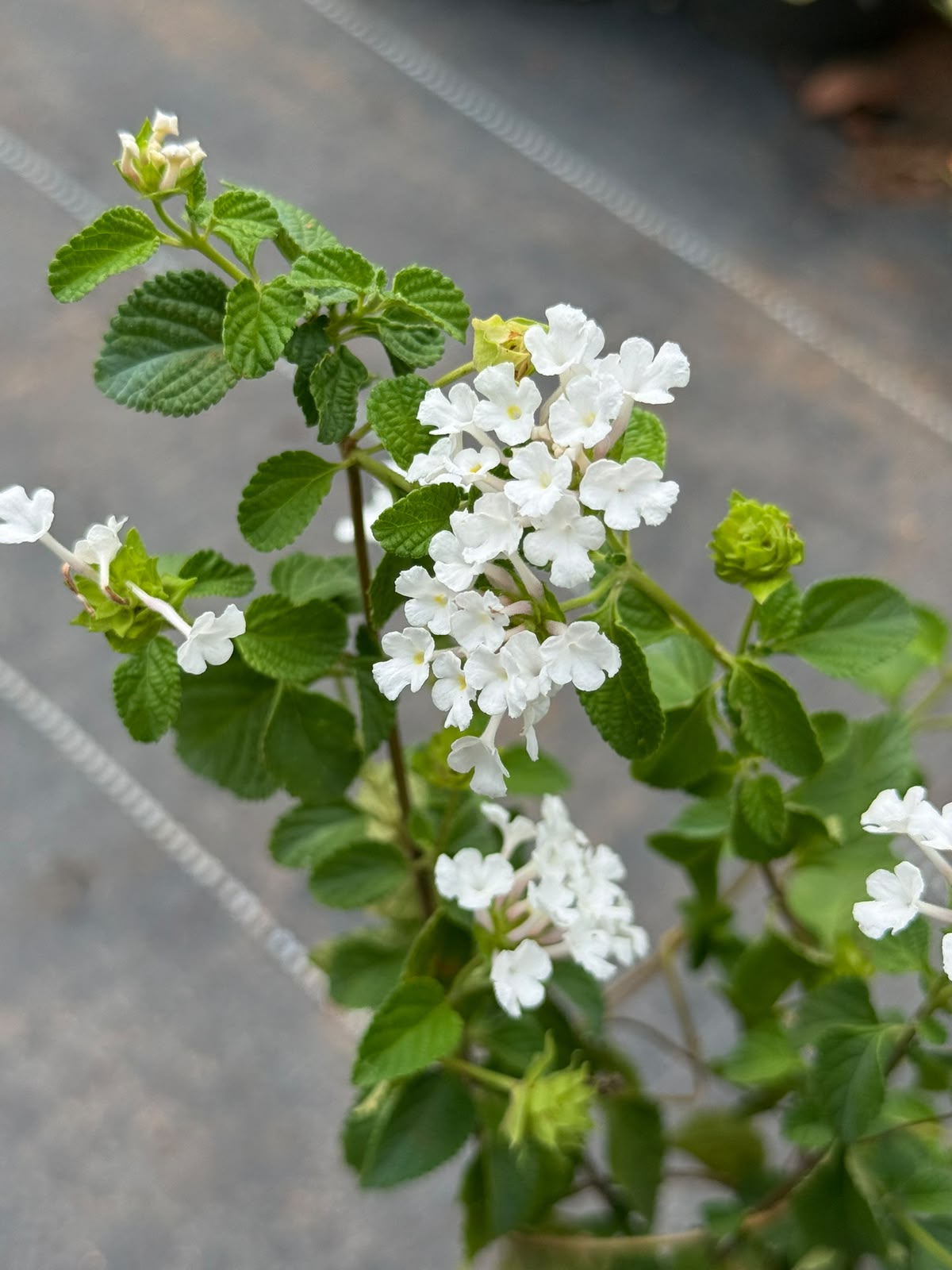 Lantana White