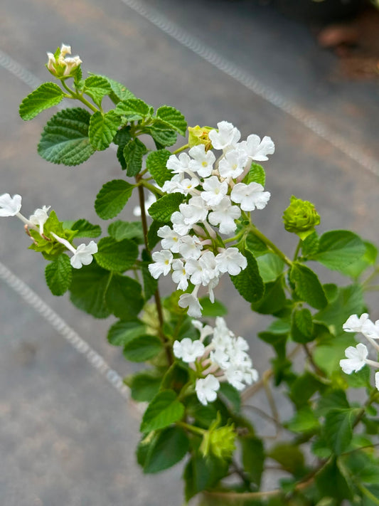 Lantana White