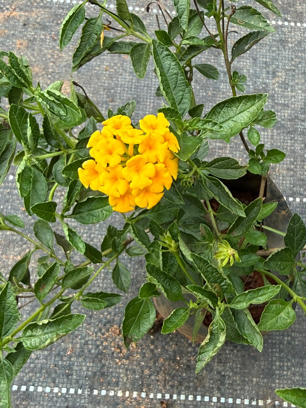 Lantana Yellow