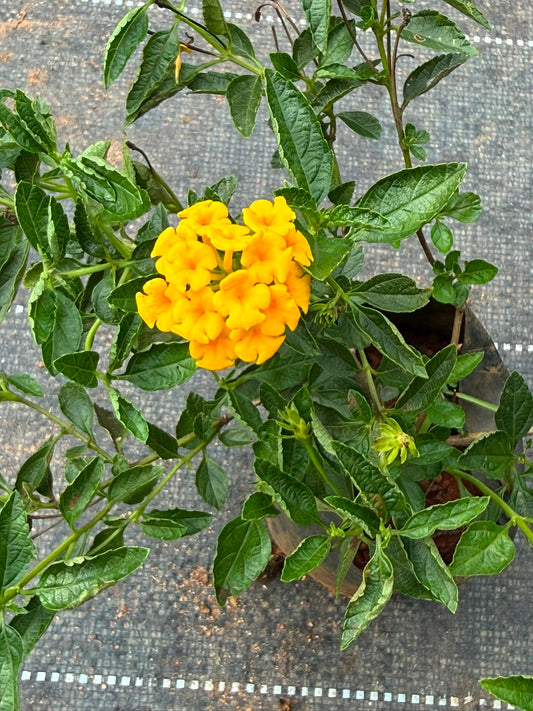 Lantana Yellow