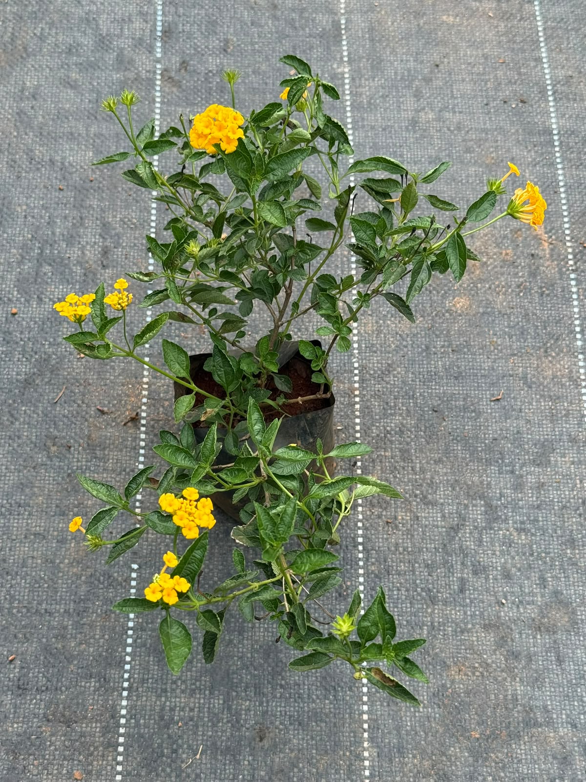 Lantana Yellow