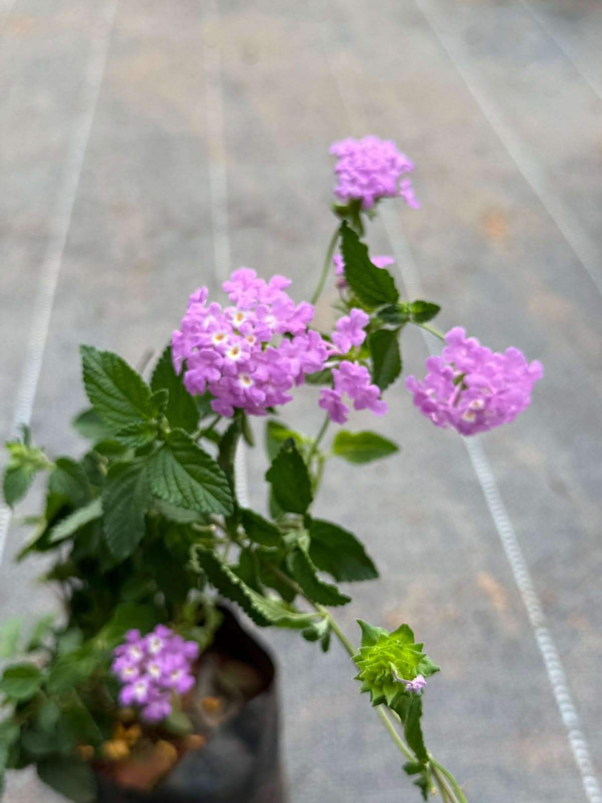Lantana Pink
