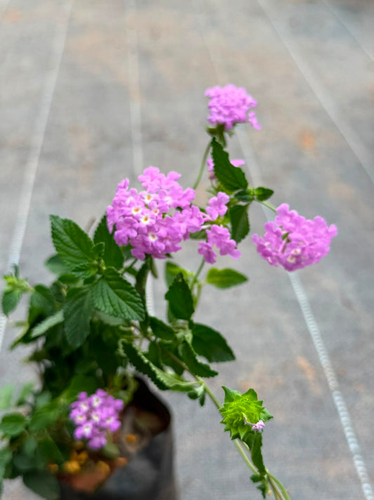 Lantana Pink