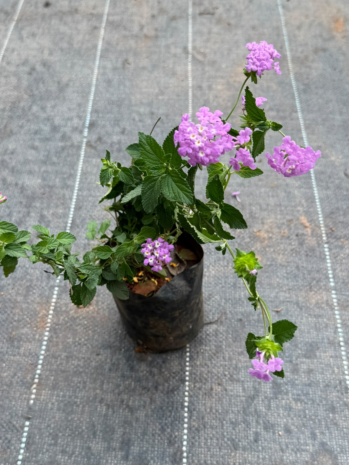 Lantana Pink