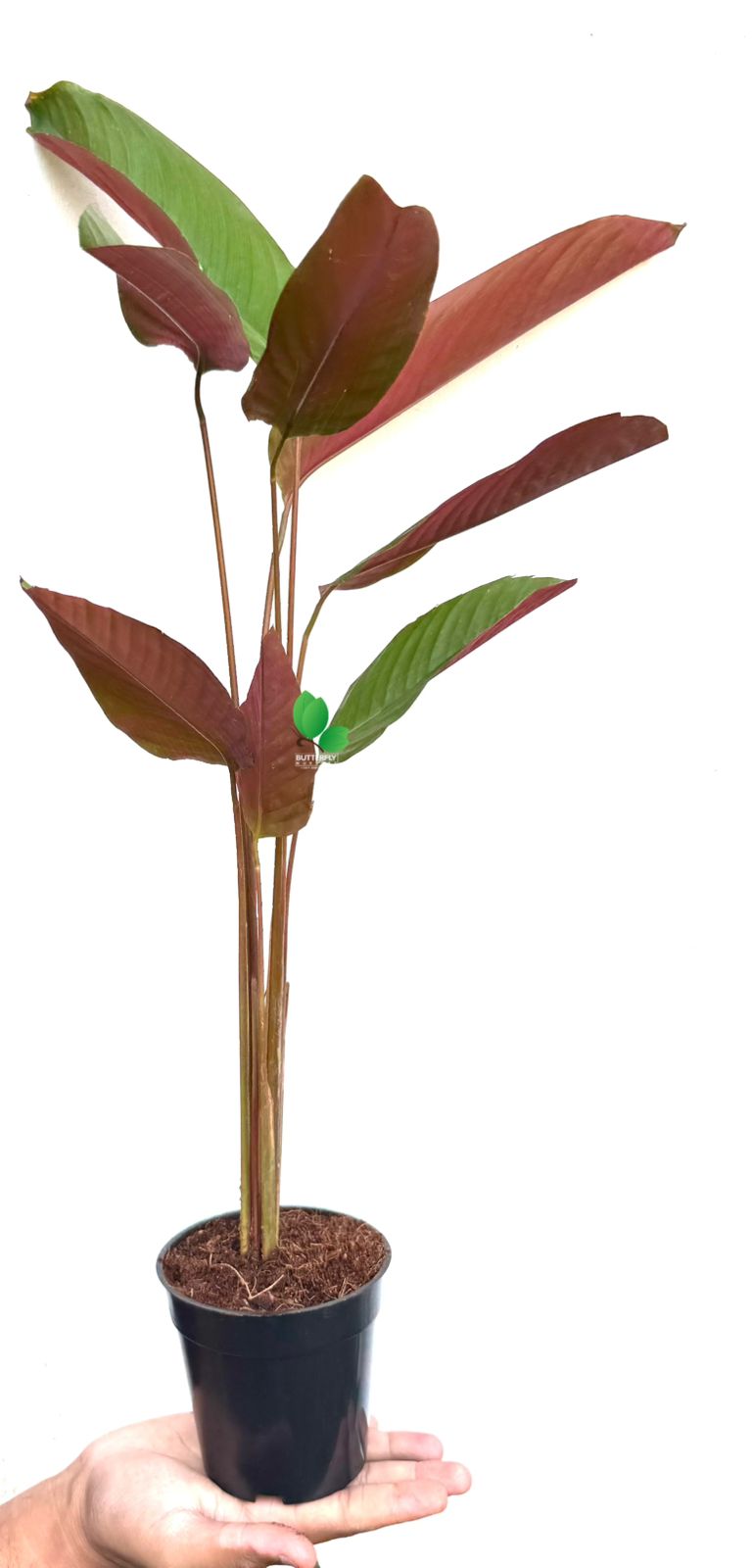 Wheat Calathea Lutea (Cuban Cigar plant) Combo of 5