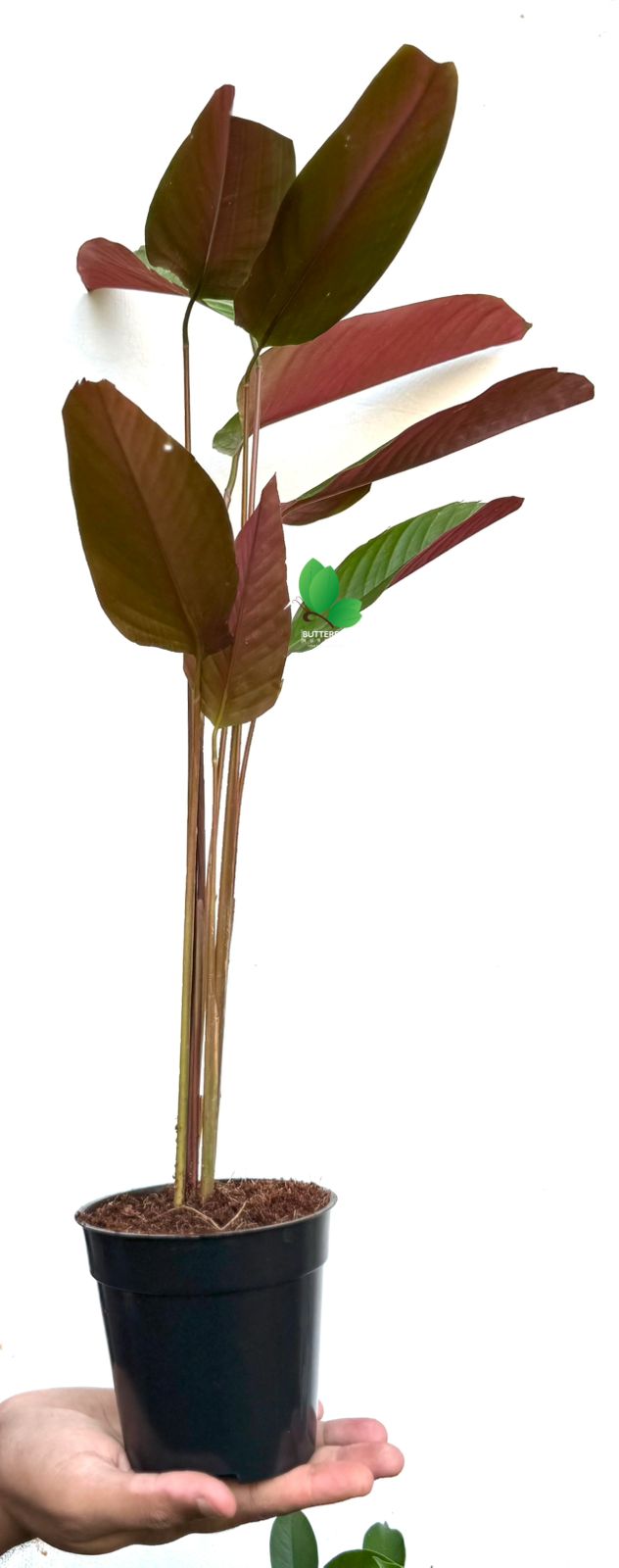 Wheat Calathea Lutea (Cuban Cigar plant) Combo of 10