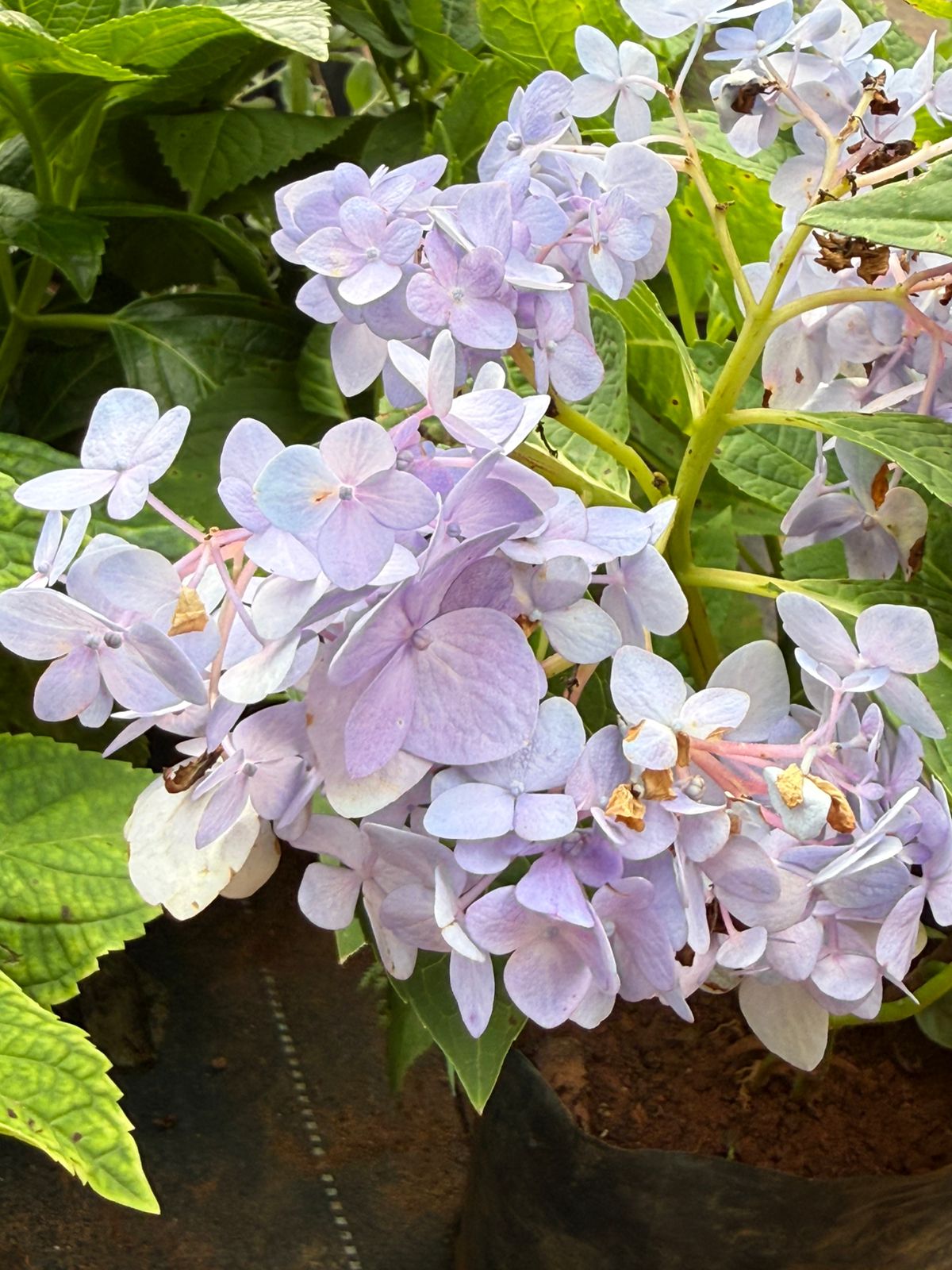 Hydrangea Plant - Colour Changing Flower