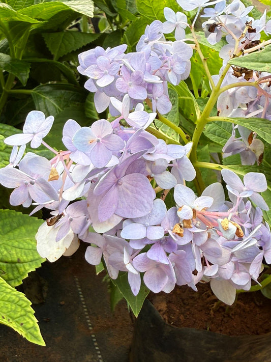 Hydrangea Plant - Colour Changing Flower