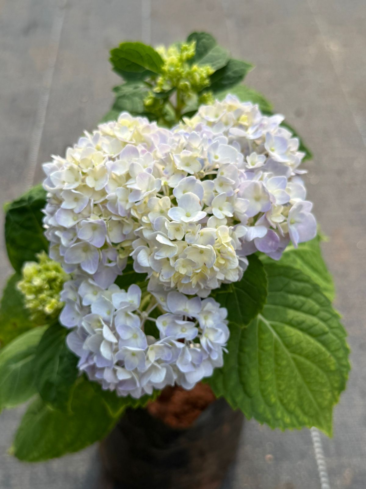Hydrangea Plant - Colour Changing Flower