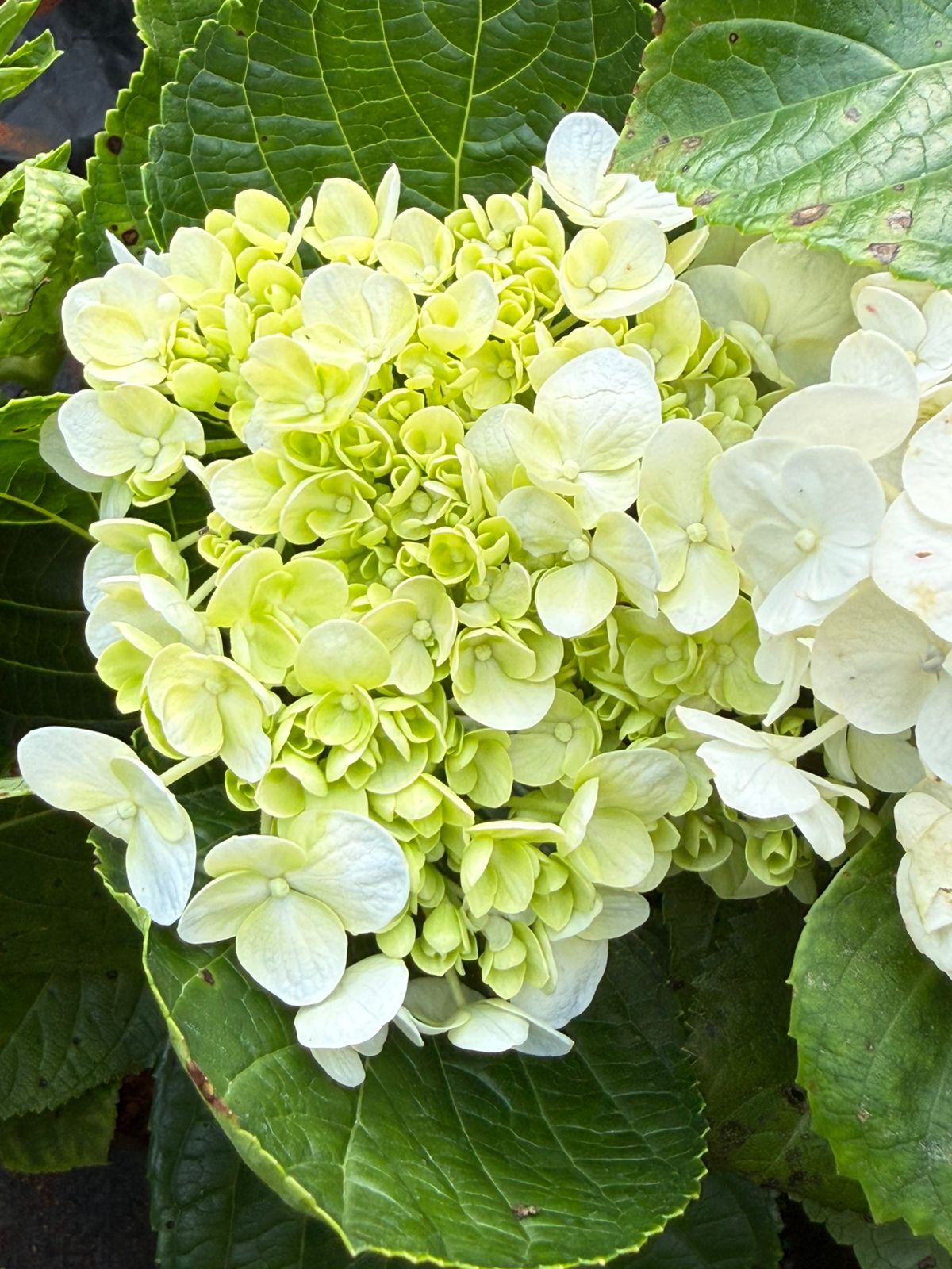 Hydrangea Plant - Colour Changing Flower