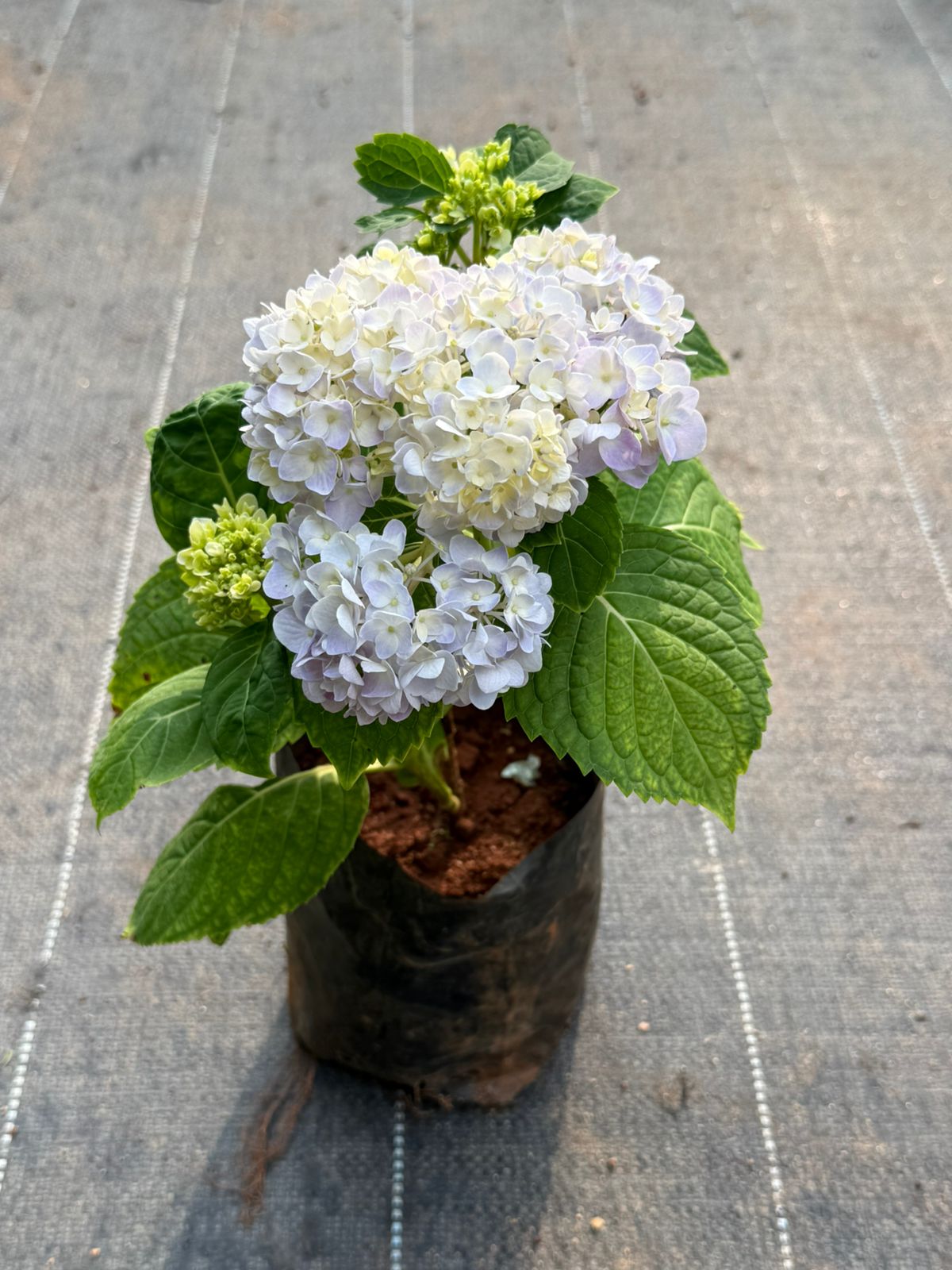 Hydrangea Plant - Colour Changing Flower