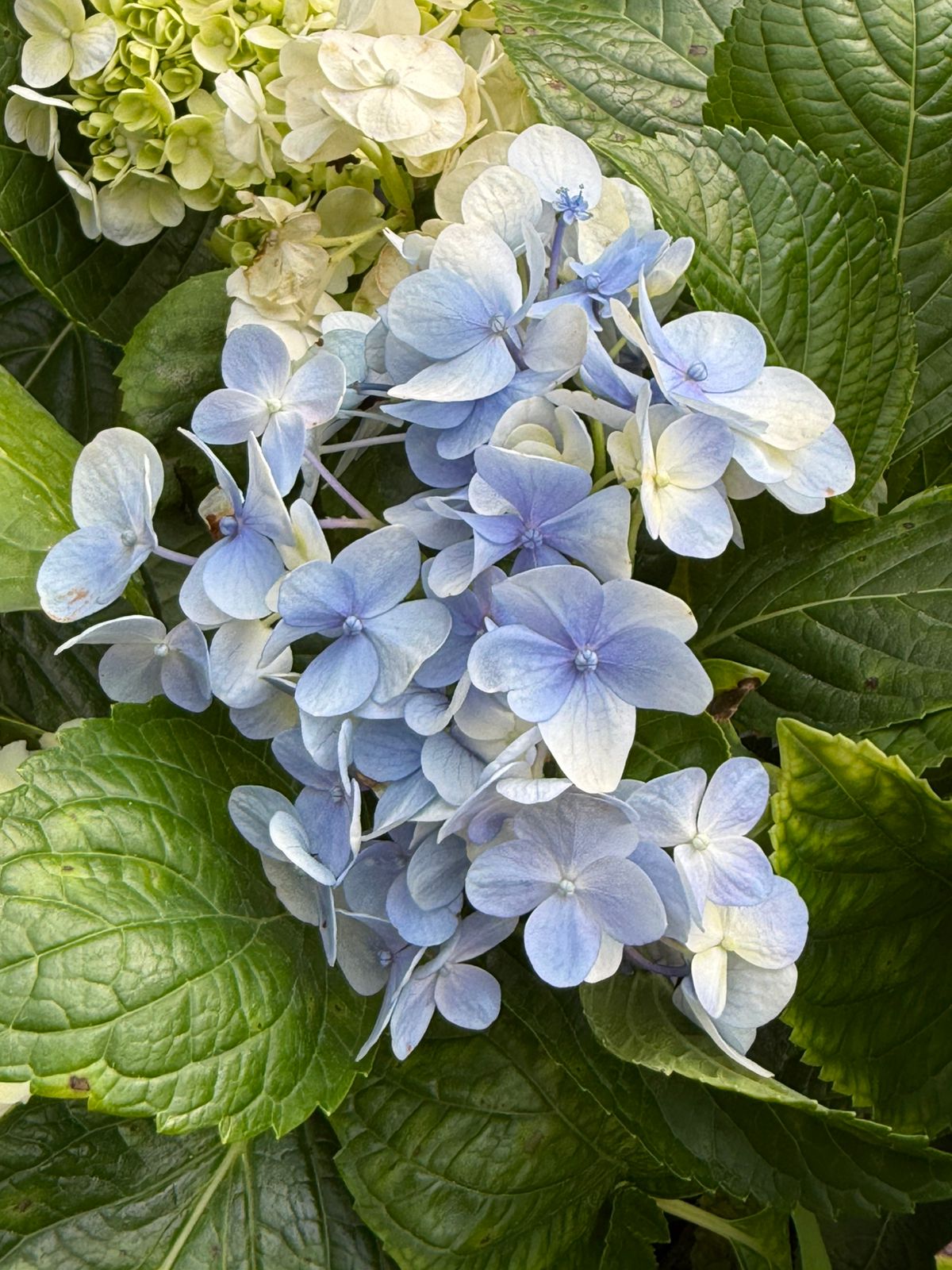 Hydrangea Plant - Colour Changing Flower