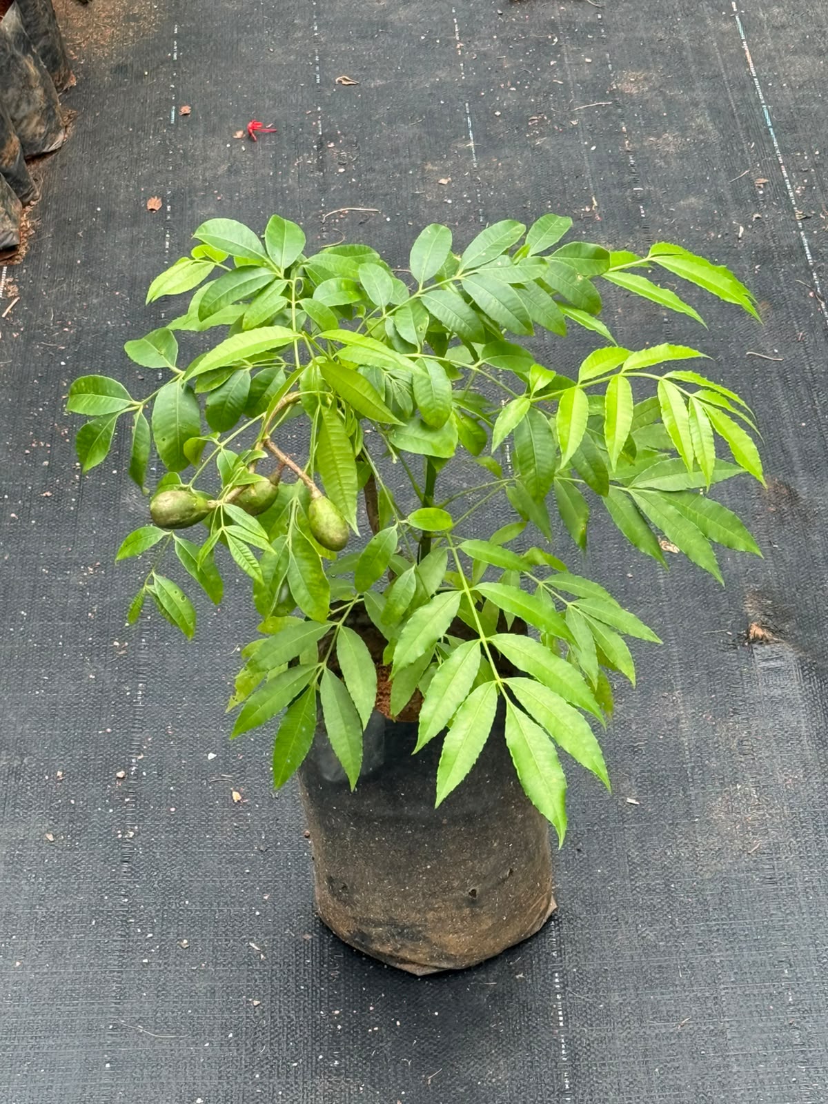 Ambazham Plant  (Hog Plum)