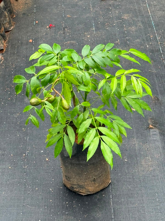 Ambazham Plant  (Hog Plum)