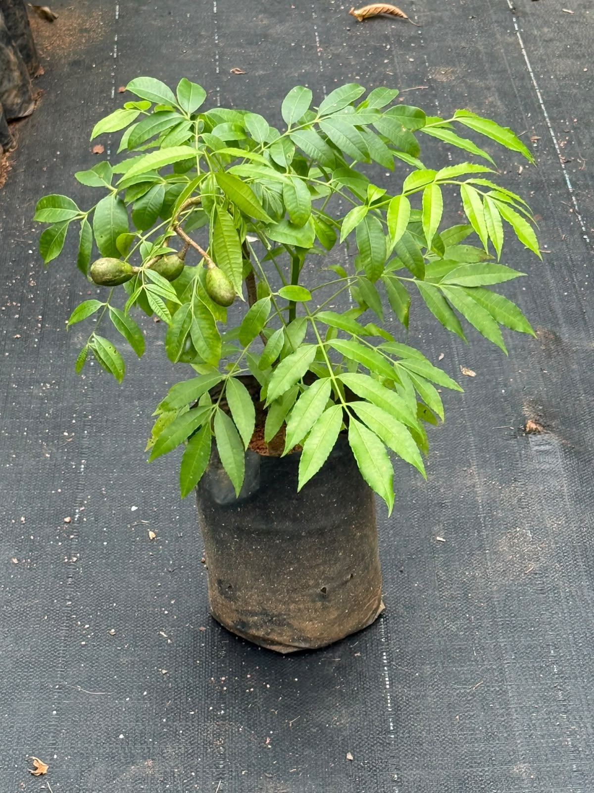 Ambazham Plant  (Hog Plum)