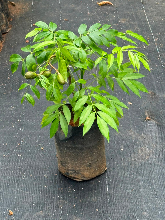 Ambazham Plant  (Hog Plum)