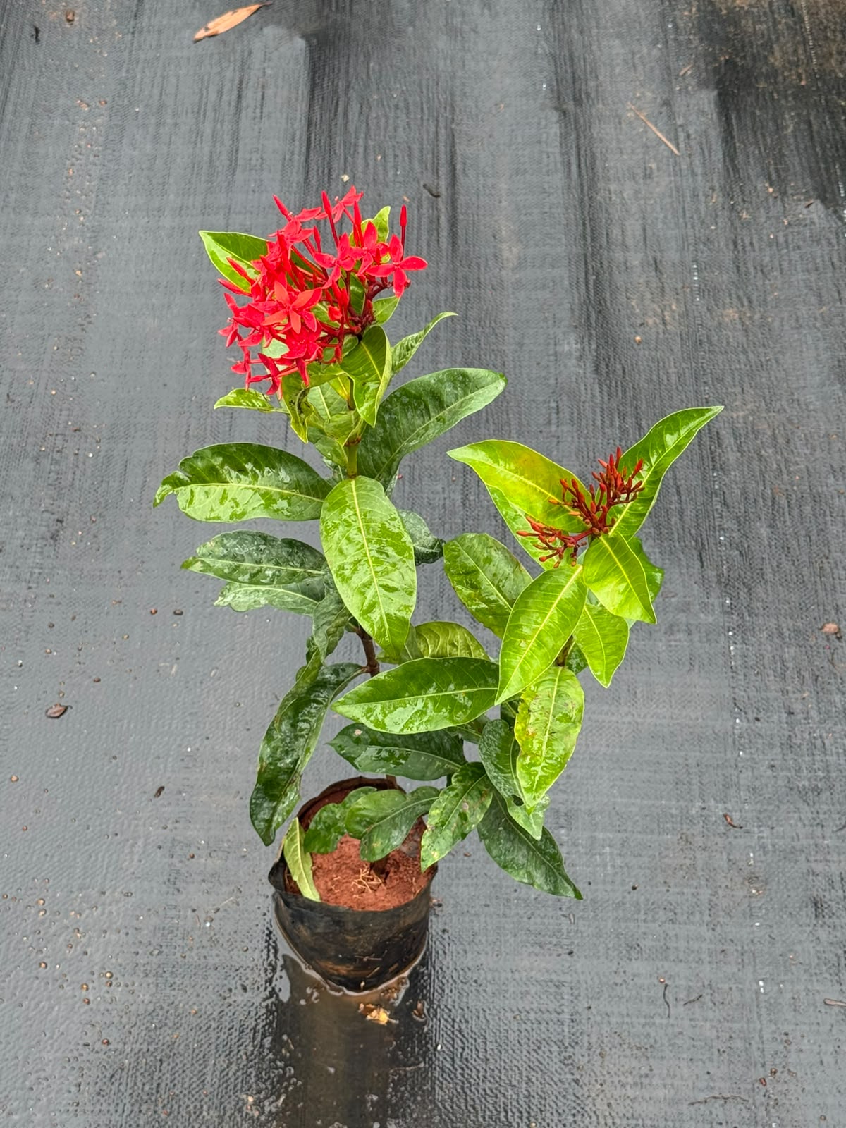 Red Chethi (Ixora) Combo of 2