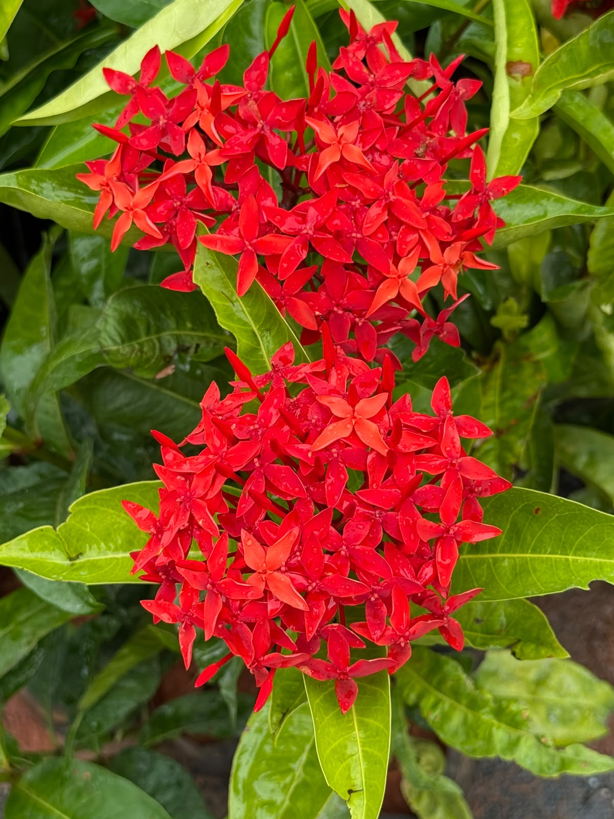 Red Chethi (Ixora)