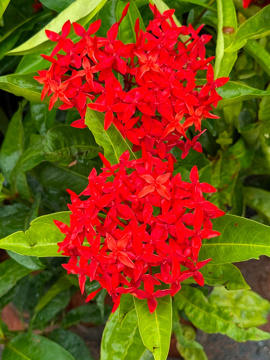 Red Chethi (Ixora)