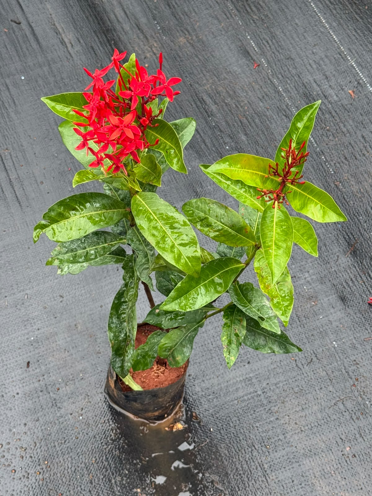 Red Chethi (Ixora)