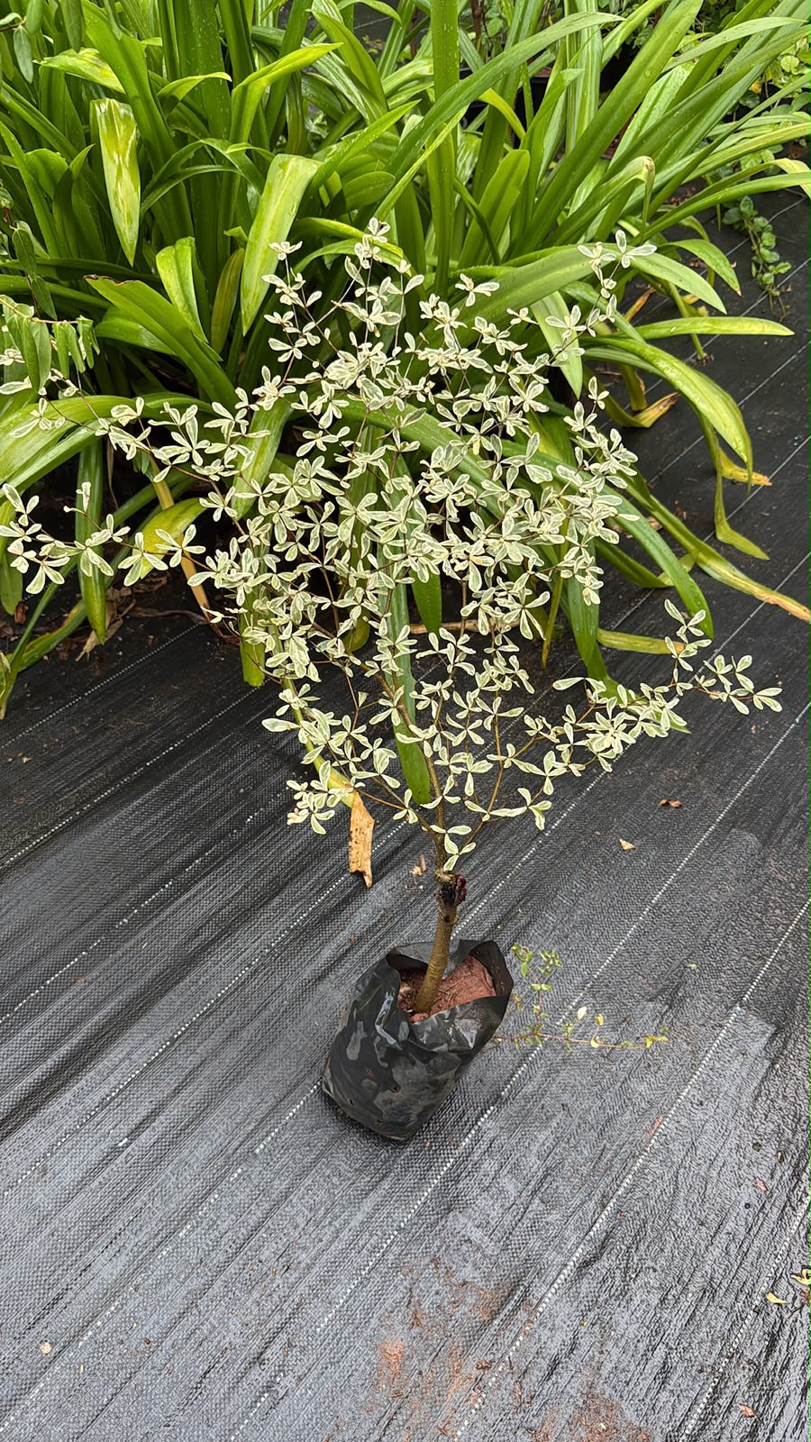 Variegated Terminalia