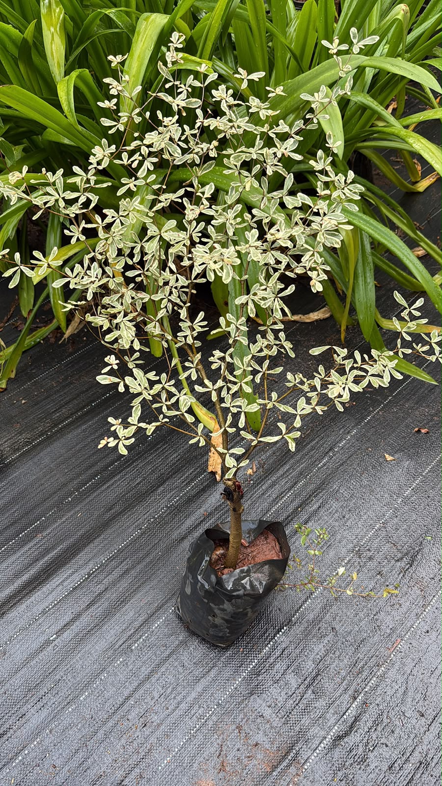 Variegated Terminalia
