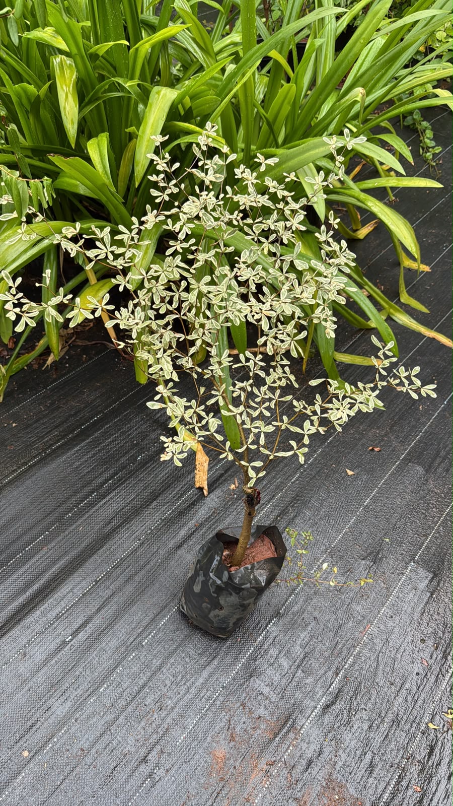 Variegated Terminalia