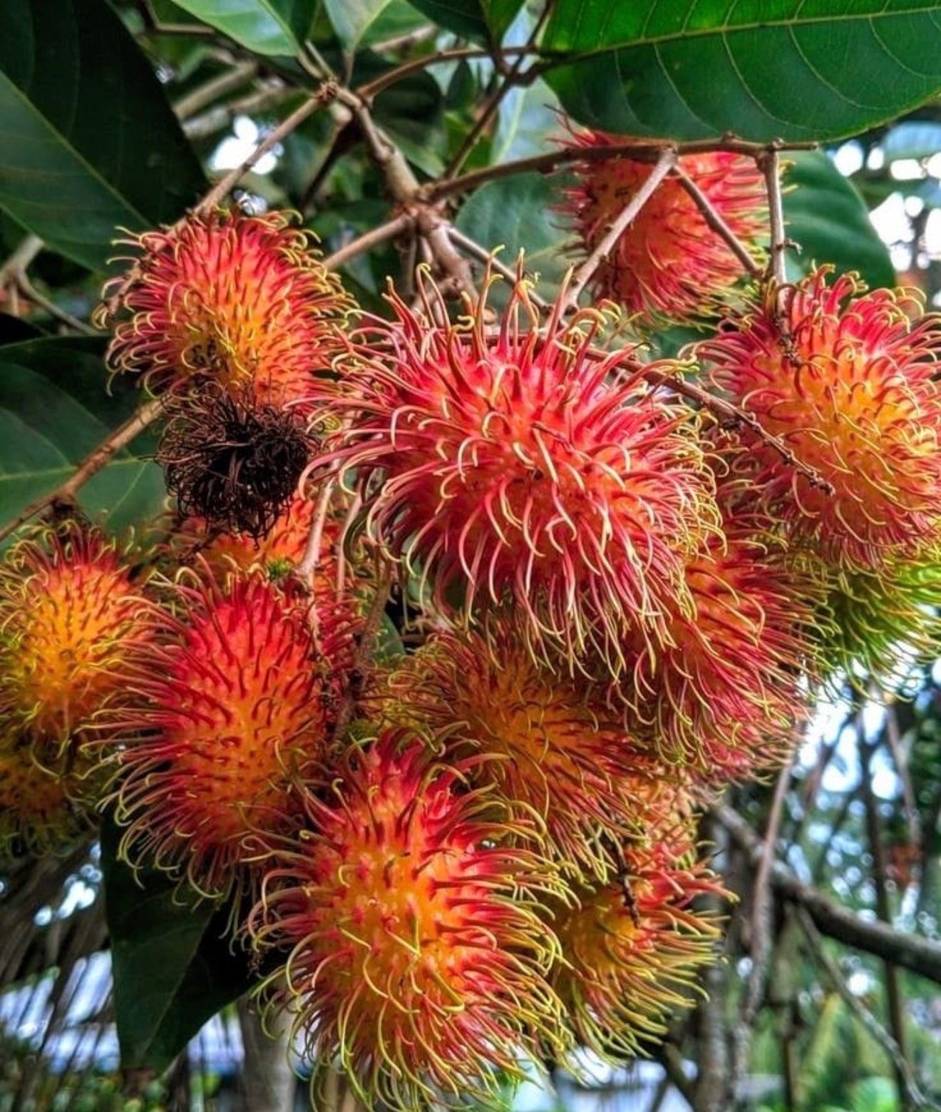 Rambutan Plant