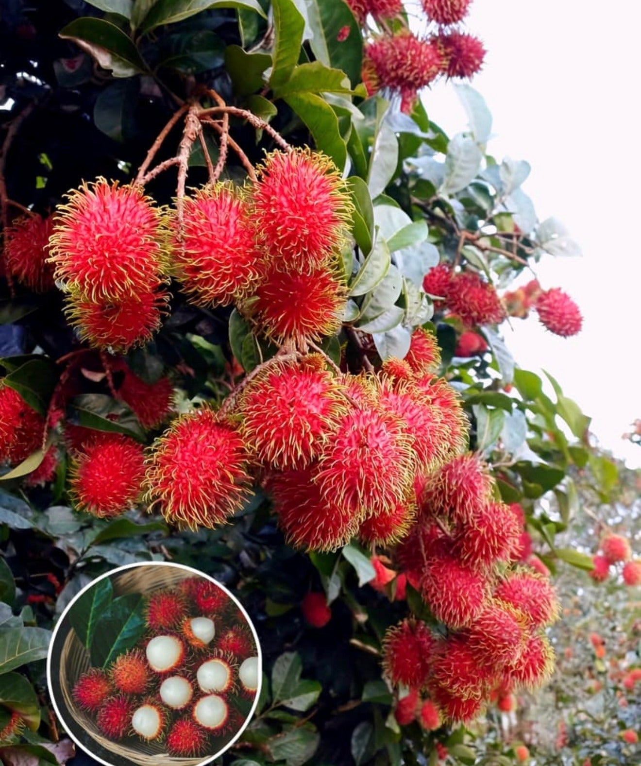 Rambutan Plant