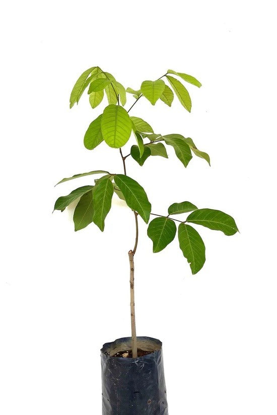 Rambutan Plant